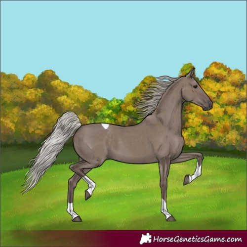 Horse Color:Silver Grullo Tobiano