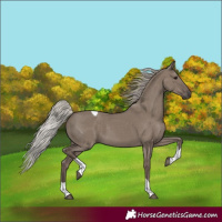Horse Color:Silver Grullo Tobiano 