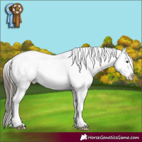 Horse Color:White Spotted Liver Chestnut Appaloosa 