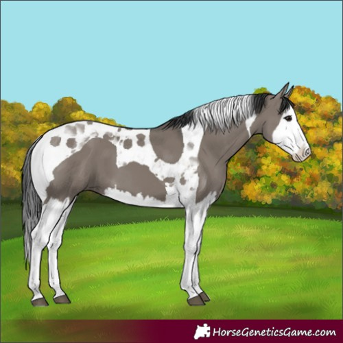 Horse Color:Grullo Splash Tobiano 