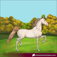 Horse Color:Buckskin Roan Pearl