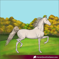 Horse Color:Smoky Creme 
