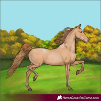 Horse Color:Bay Pearl Rabicano