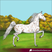 Horse Color:Silver Black Pearl Tobiano Appaloosa 