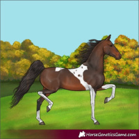 Horse Color:Brown Tobiano 