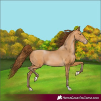 Horse Color:Gray Buckskin Pearl