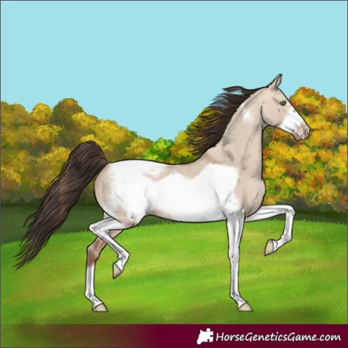 Horse Color:Amber Champagne Dun Tobiano Frame 