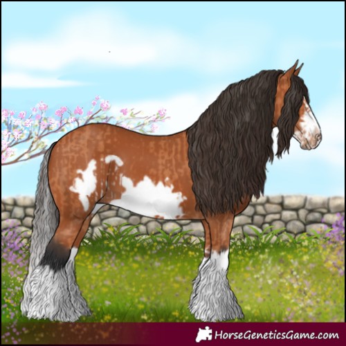 Horse Color:Bay Splash Frame  and Bay Splash Frame 