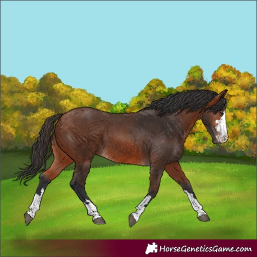 Horse Color:Bay 