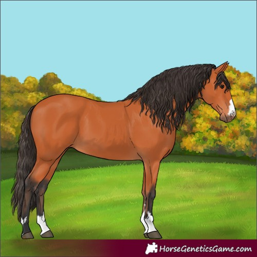 Horse Color:Bay 