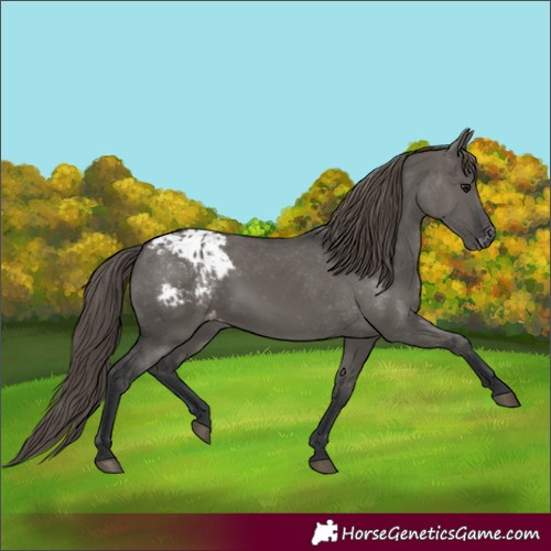 Horse Color:Grullo Appaloosa
