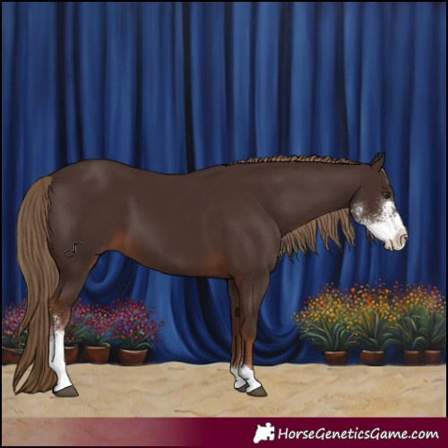 Horse Color:Liver Chestnut Sabino 