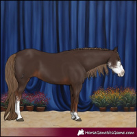 Horse Color:Liver Chestnut Sabino