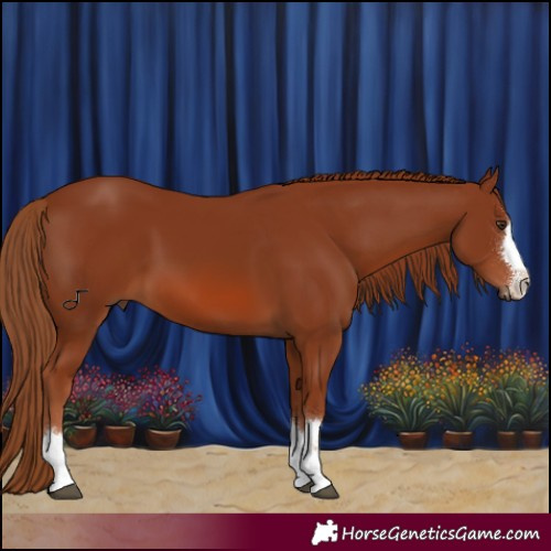 Horse Color:Chestnut 