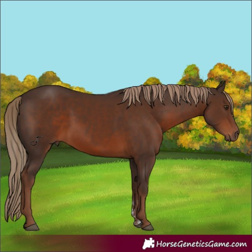 Horse Color:Liver Chestnut