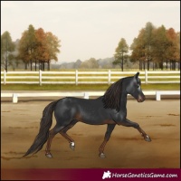 Horse Color:Gray Liver Chestnut