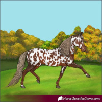 Horse Color:Gray Chestnut Appaloosa 