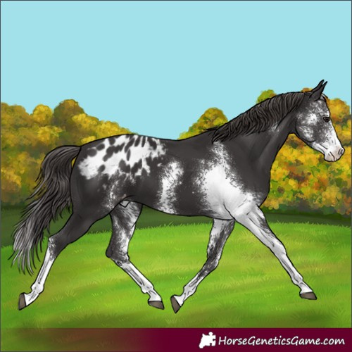 Horse Color:Smoky Black Sabino Appaloosa