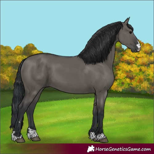 Horse Color:Grullo