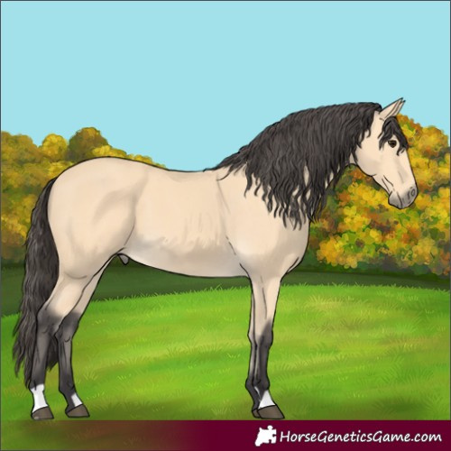 Horse Color:Buckskin