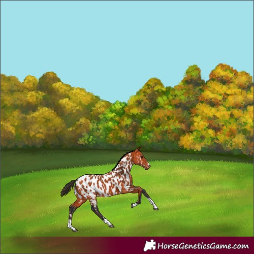Horse Color:Bay Appaloosa 