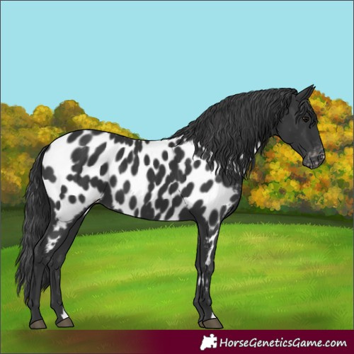 Horse Color:Black Appaloosa 