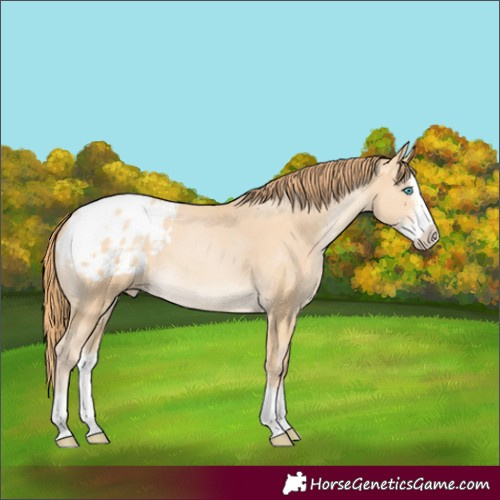 Horse Color:Buckskin Pearl Sabino Splash Appaloosa 