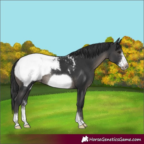 Horse Color:Black Sabino Frame Appaloosa Rabicano