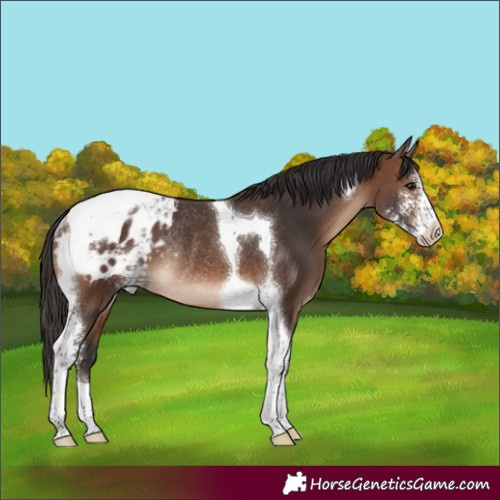Horse Color:Brown Sabino Tobiano Appaloosa Rabicano