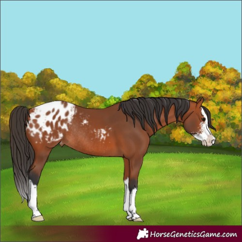 Horse Color:Bay Sabino Splash Appaloosa Rabicano 