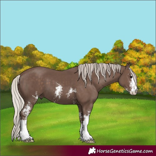 Horse Color:Silver Black Sabino 