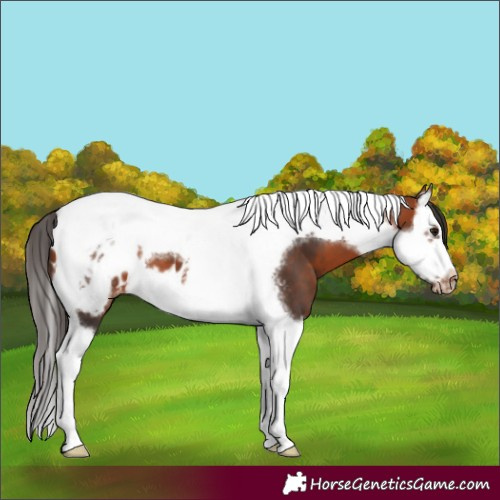 Horse Color:Bay Splash Tobiano Frame Appaloosa 
