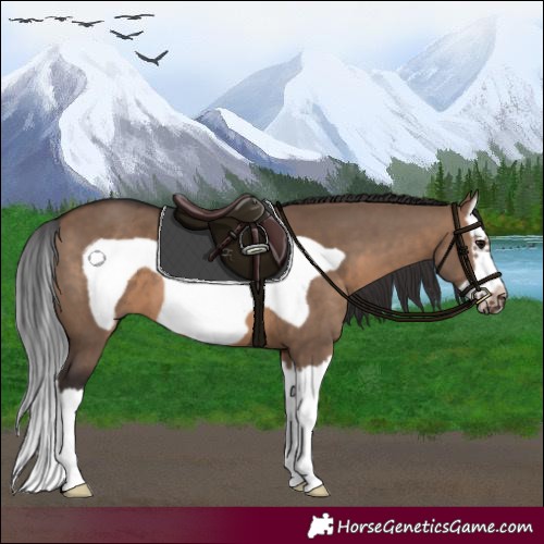 Horse Color:Brown Dun Splash Frame