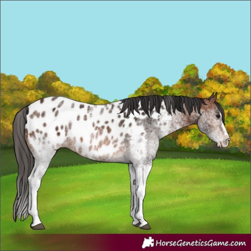 Horse Color:White Spotted Brown Splash Appaloosa 