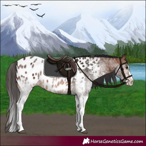 Horse Color:White Spotted Brown Splash Appaloosa