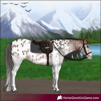Horse Color:White Spotted Brown Splash Near Leopard