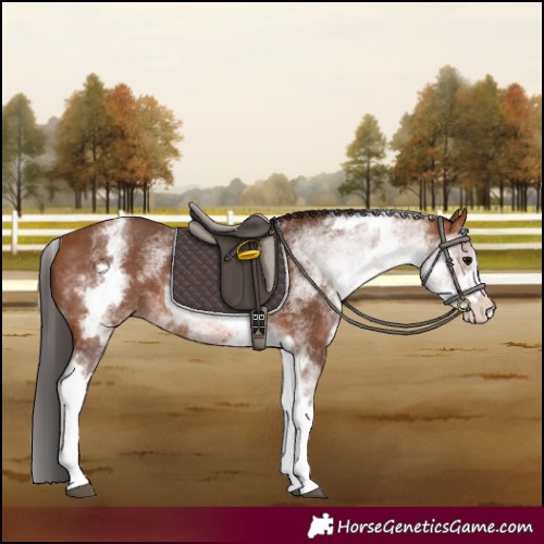 Horse Color:White Spotted Bay Rabicano