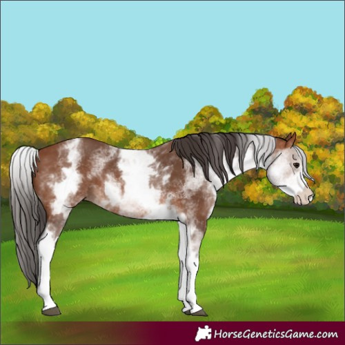 Horse Color:White Spotted Bay Rabicano 