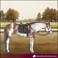 Horse Color:White Spotted Bay Rabicano 