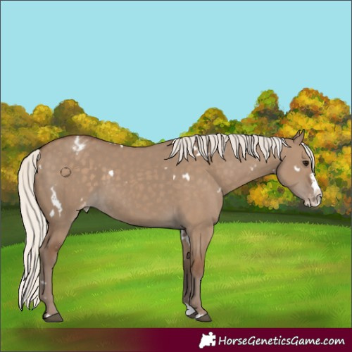 Horse Color:White Spotted Silver Grullo Splash Appaloosa Rabicano 