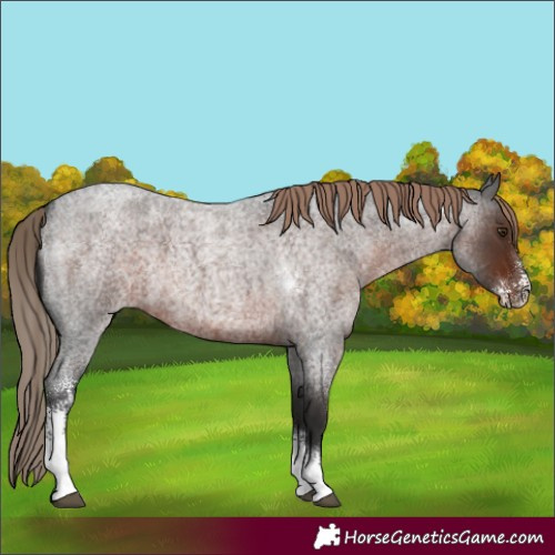 Horse Color:Liver Red Roan Sabino 