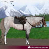 Horse Color:Liver Red Roan Sabino 