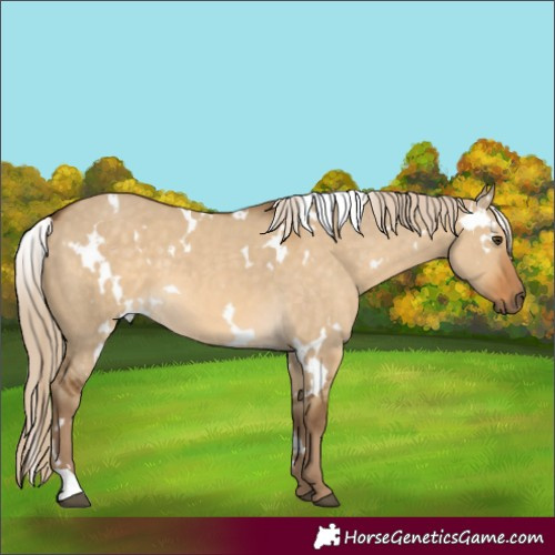 Horse Color:White Spotted Chocolate Palomino Dun 
