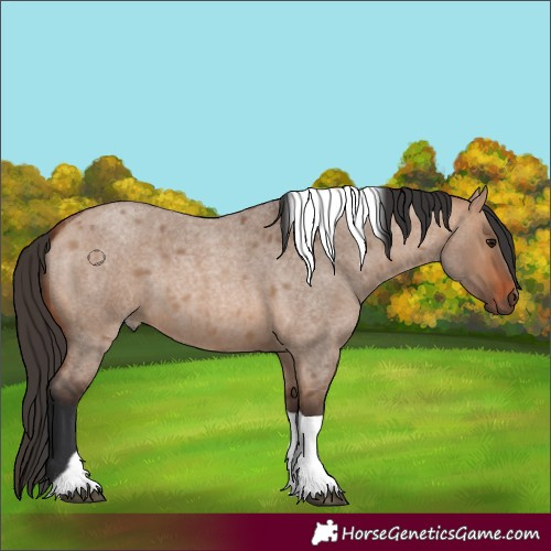 Horse Color:Bay Roan Dun Tobiano 