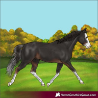 Horse Color:Liver Chestnut Splash