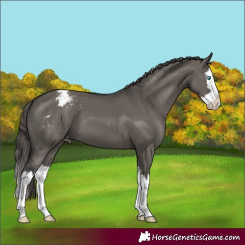 Horse Color:Grullo Splash Appaloosa 