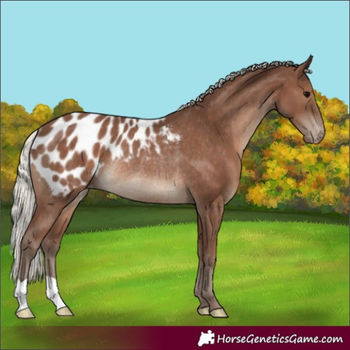 Horse Color:Silver Black Appaloosa Rabicano