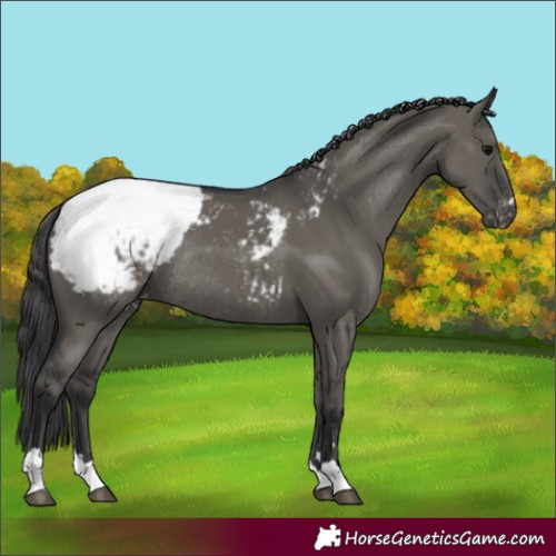 Horse Color:Grullo Appaloosa Rabicano 