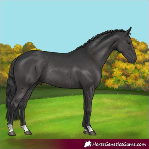 Horse Color:Black Rabicano 