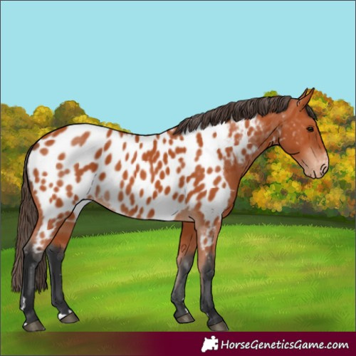 Horse Color:Bay Appaloosa 